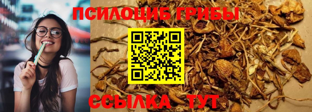 Киселёвск  Псилоцибиновые грибы мицелий  наркотики  Вход с VPN 